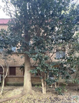 国立天文台旧図書庫