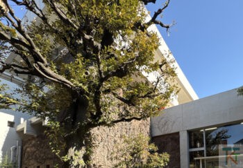立教大学メザーライブラリー記念館